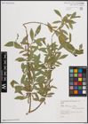 Foto von Salix elbursensis Boiss.